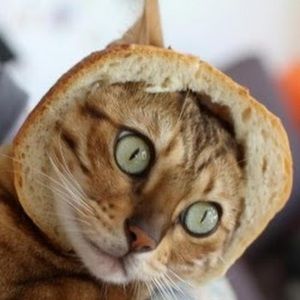 Meet your Posher, Carol